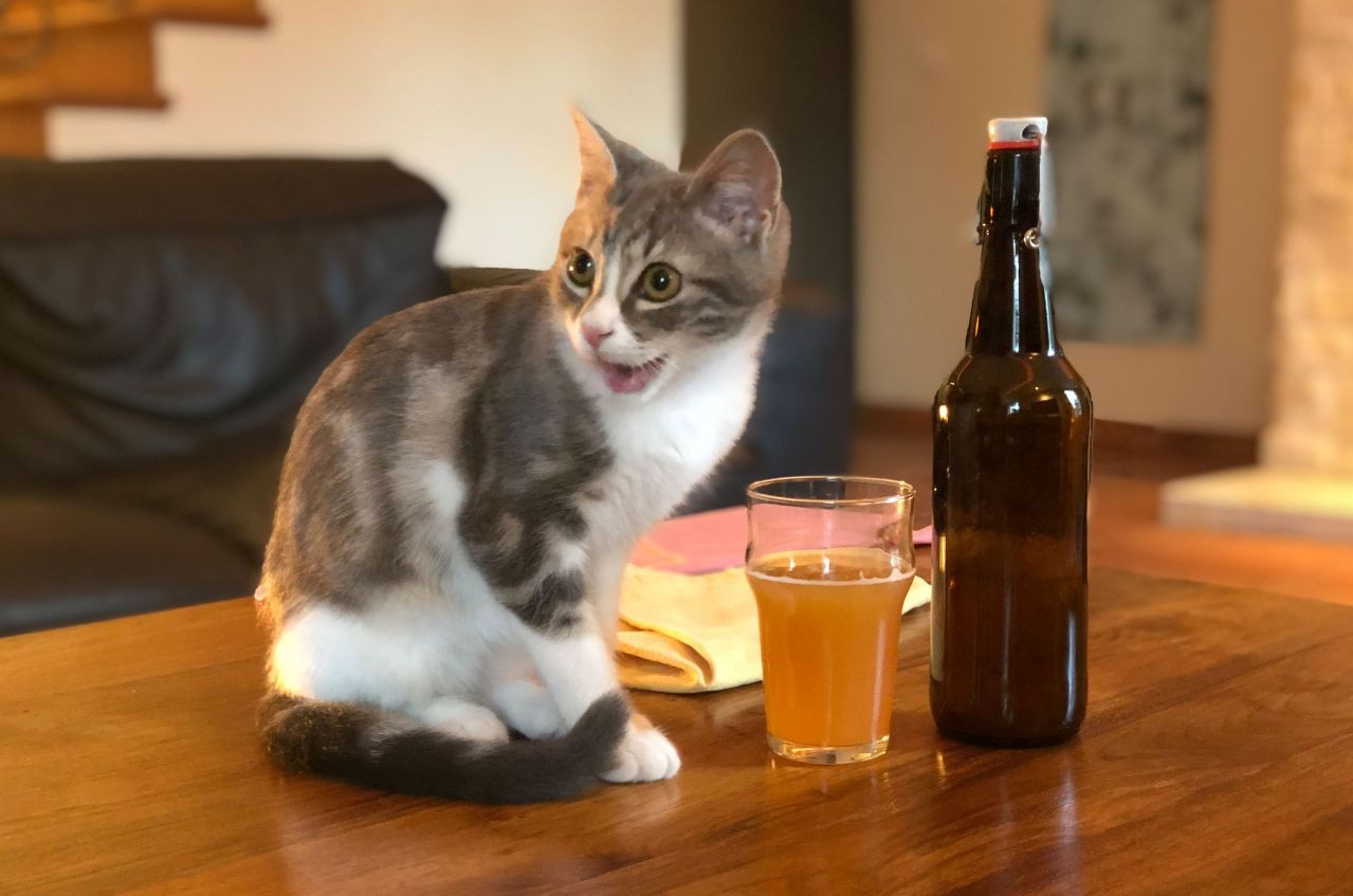 Bière Bug's home-brewed NEIPA, and Barley the cat